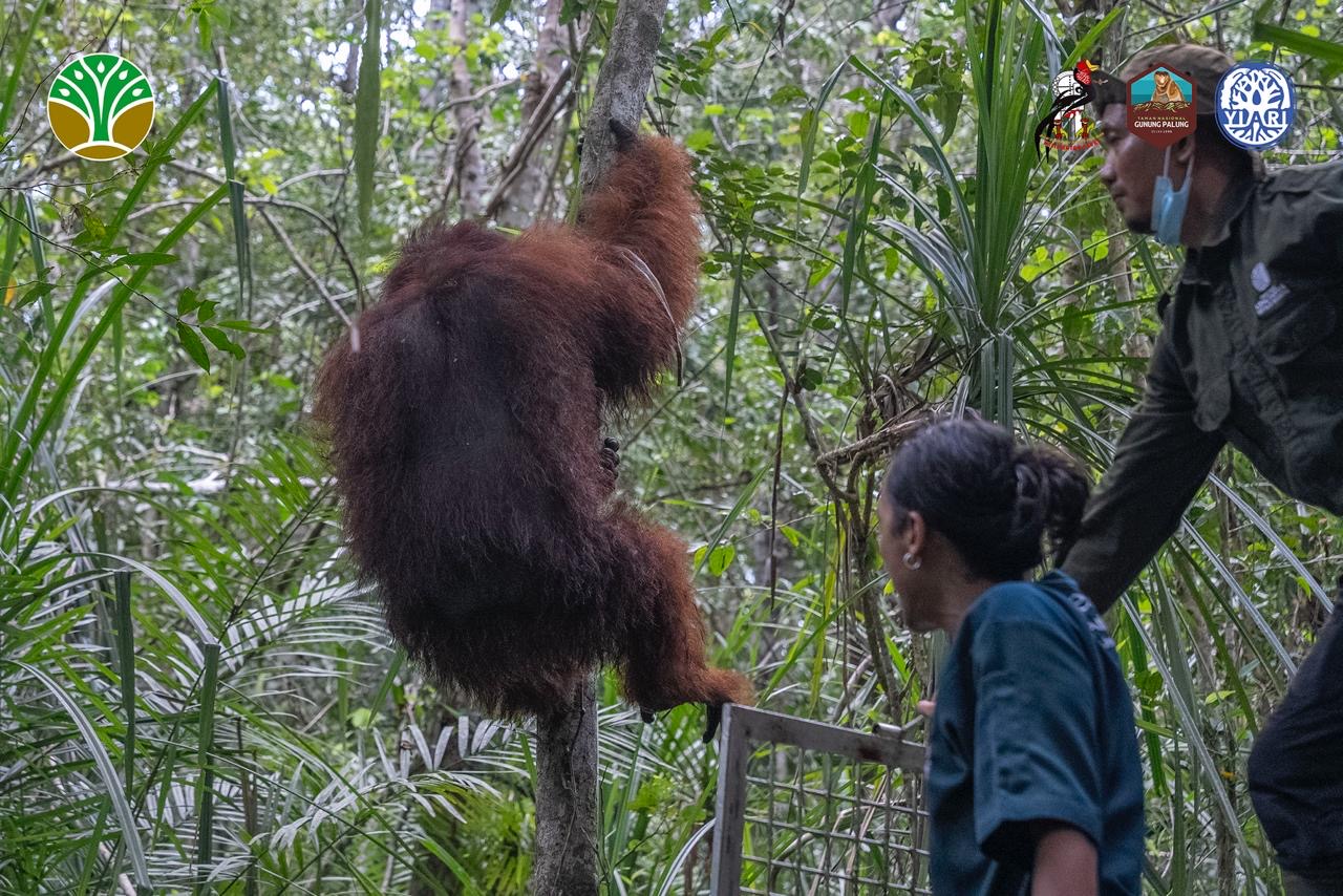 Proses translokasi orangutan di Taman Nasional Gunung Palung yang dilakukan tim gabungan . Foto: Istimewa