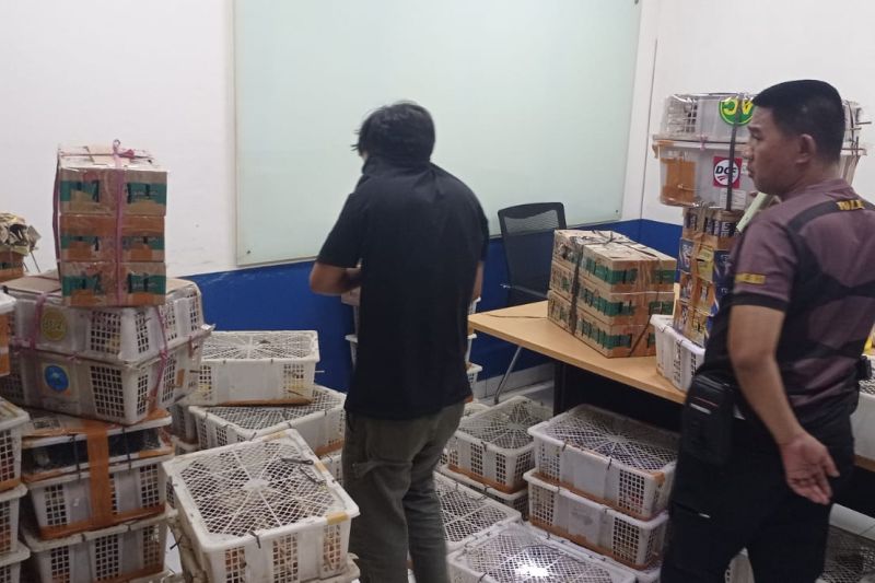 Petugas mengumpulkan satwa liar yang berhasil diamankan. Foto: Istimewa