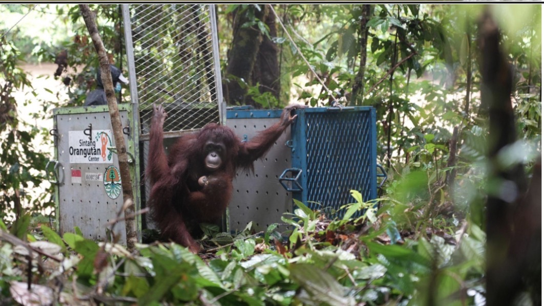 Ulin bersama induknya memulai kehidupan baru di alam liar. Orangutan hasil rehabilitasi ini dilepasliarkan ke Sub-DAS Mendalam, Taman Nasional Betung Kerihun, Kapuas Hulu, Kalimantan Barat, setelah dinyatakan siap kembali hidup di habitat alaminya. FOTO: BKSDA dan Danau Sentarum Kalbar.