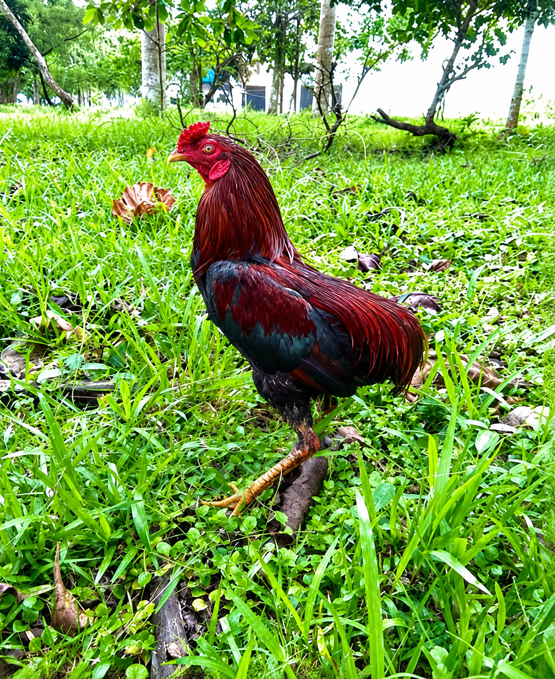 Ayam tukong, unggas lokal khas Kalbar yang kini mendapat pengakuan negara dengan tercatat sebagai Kekayaan Intelektual Komunal (KIK) Indonesia kategori sumber daya genetik. Foto: Istimewa